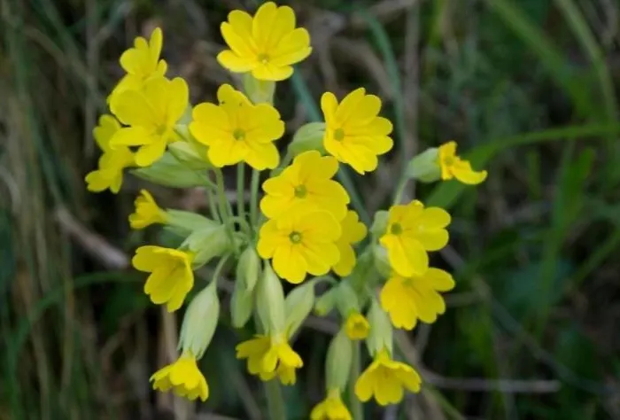 La Dobra De Liebana Appartement Cambarco